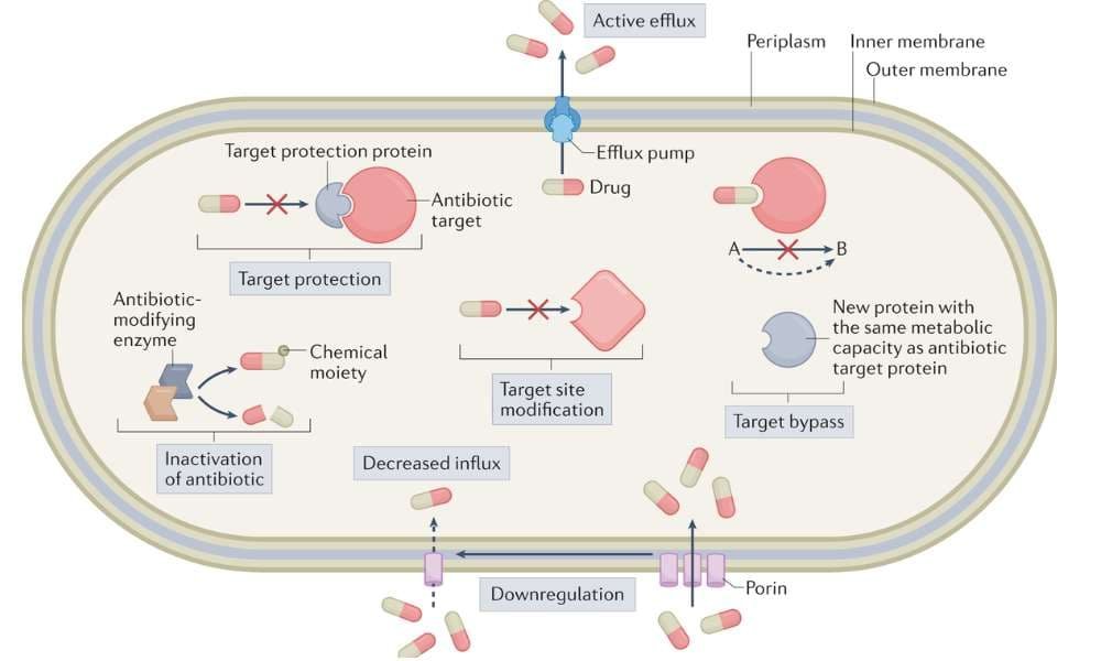 Antimicrobial Resistance Mechanisms