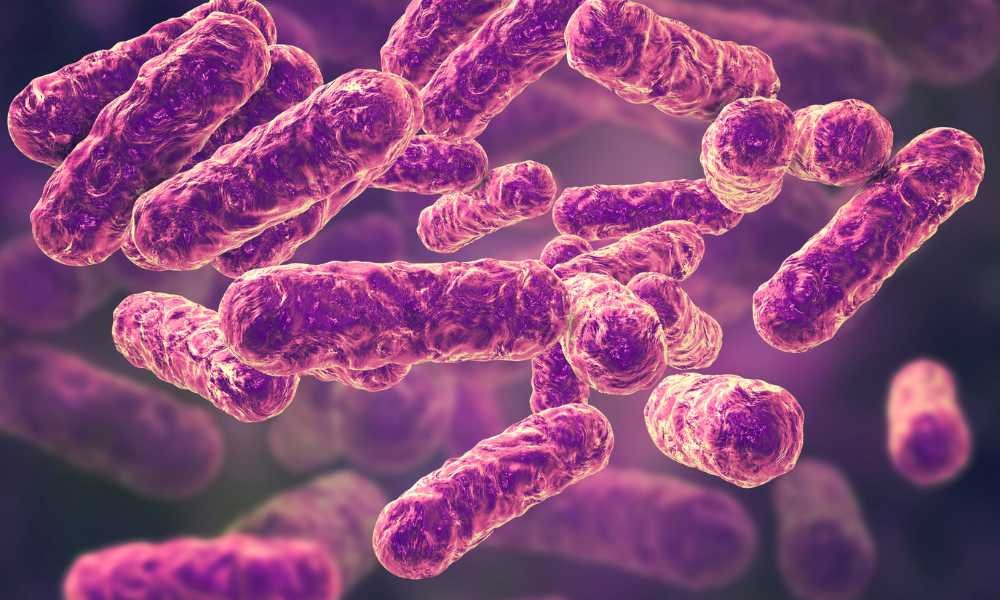 Bacteria