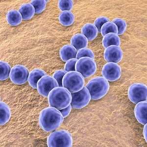Bacteriology Notes