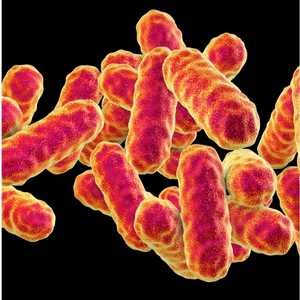 Home: Learn Microbiology 4 Bacteriology Quiz