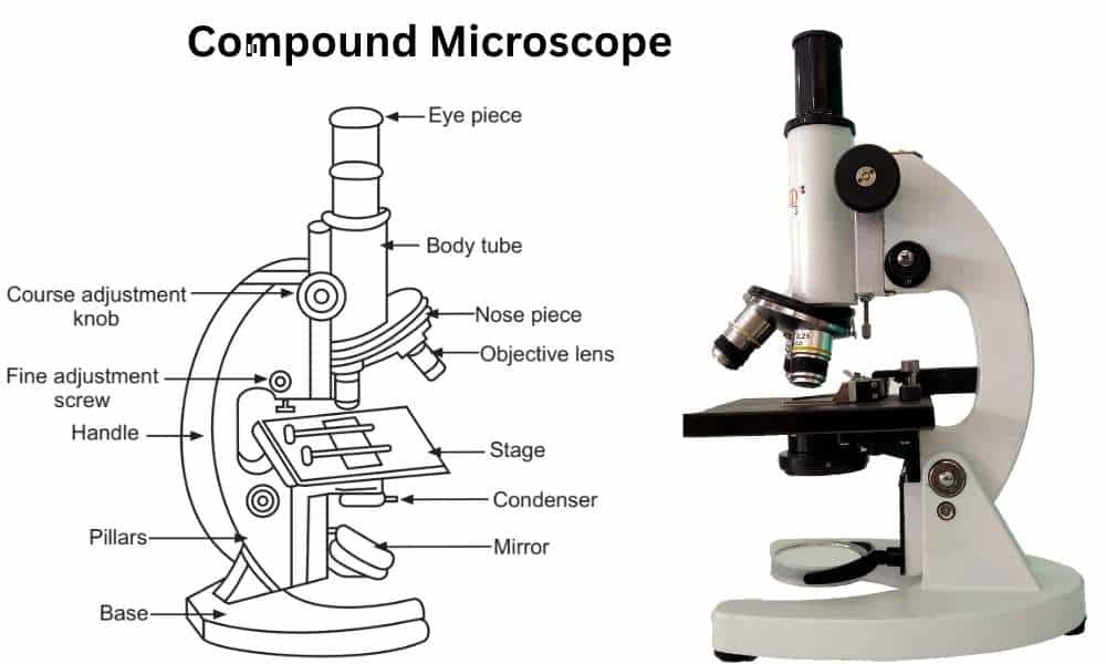 Compound Microscope
