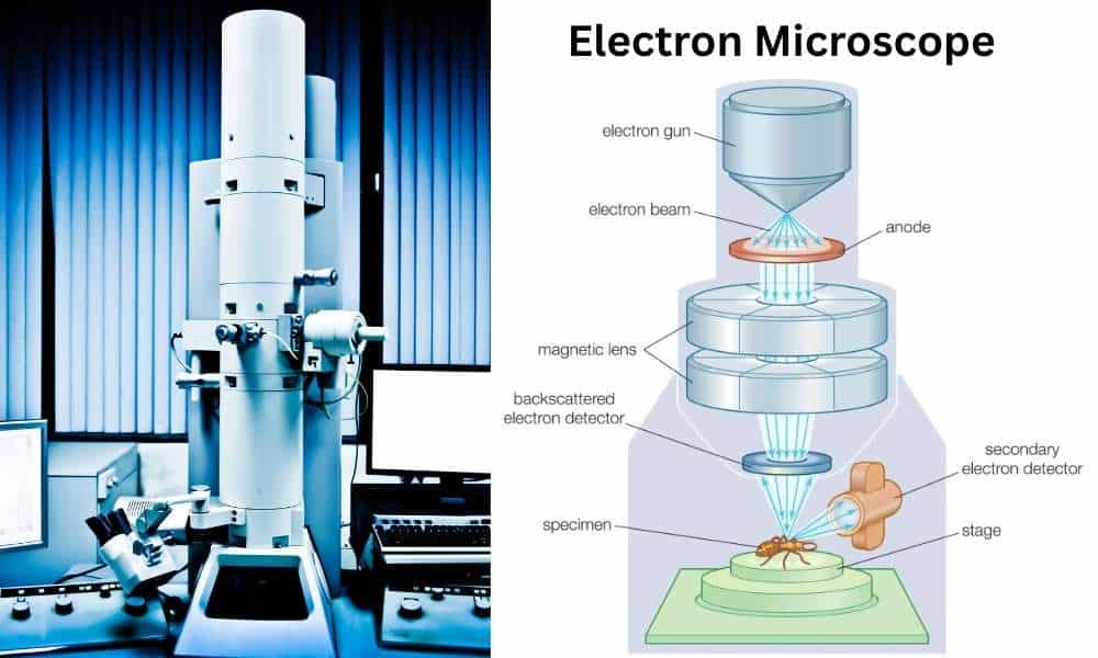 Electron Microscope
