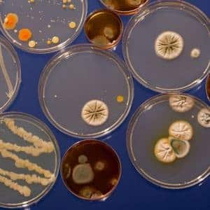 General Microbiology Notes