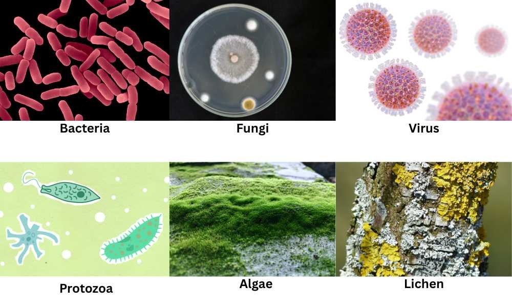 Microorganisms