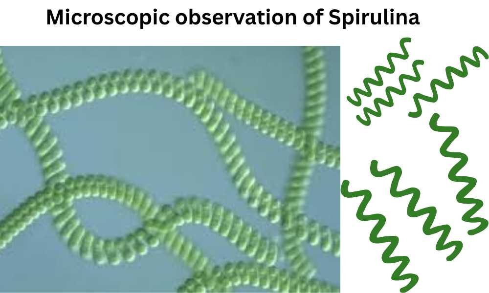 Morphology of Spirulina