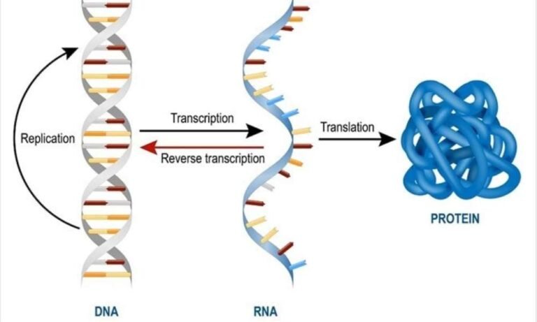 Ribonucleic Acid Rna Types Structure Their Function
