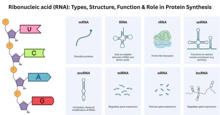Ribonucleic acid (RNA) Types, Structure, Function & Role in Protein Synthesis