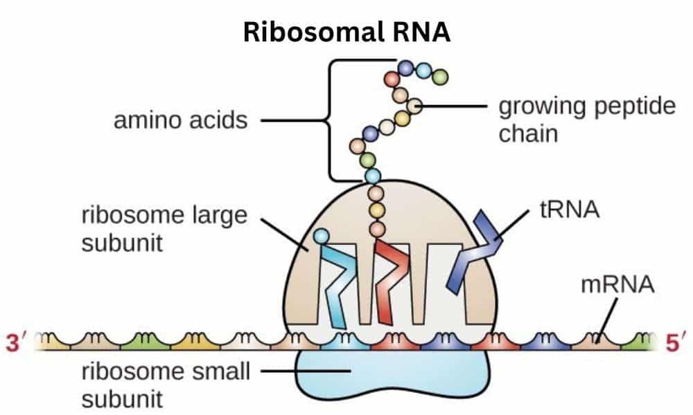 Ribosomal RNA