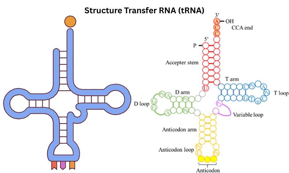 Structure Transfer RNA