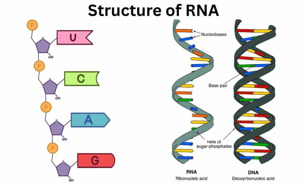 Structure of Ribonucleic acid