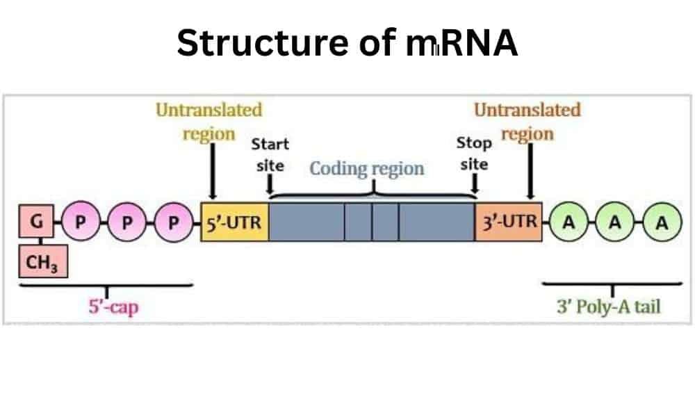 Structure of mRNA