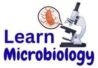Learn Microbiology