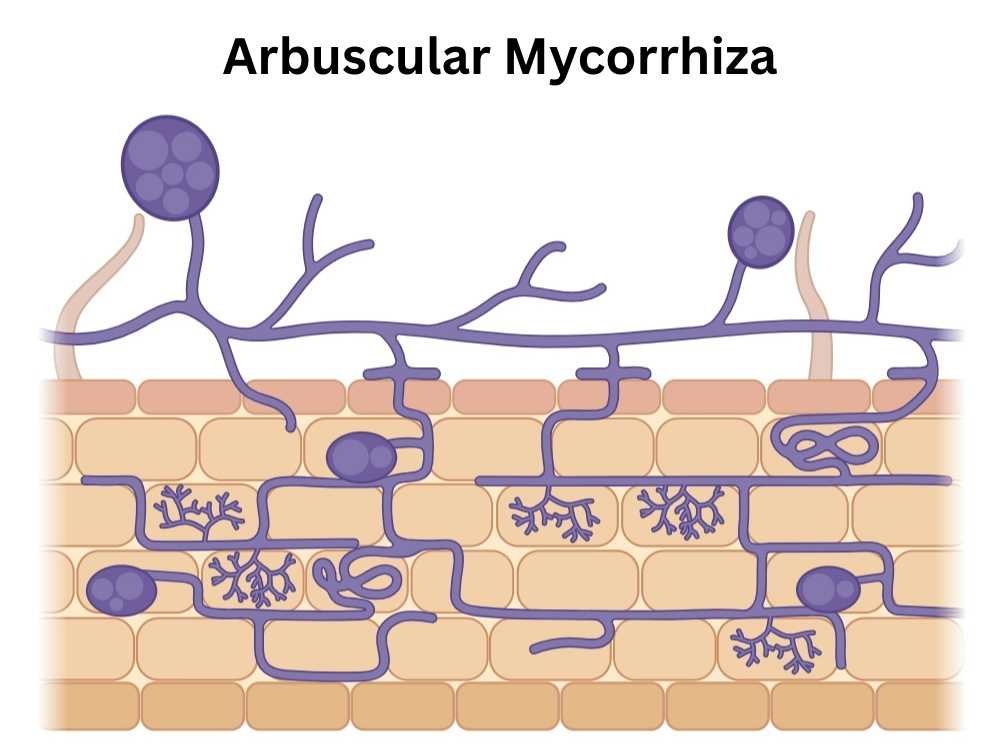 Arbuscular Mycorrhiza