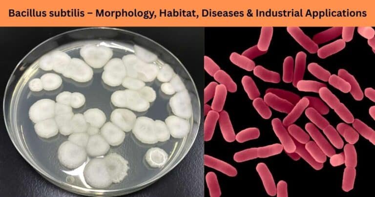 Bacillus subtilis– Morphology, Habitat, Diseases & Industrial Applications