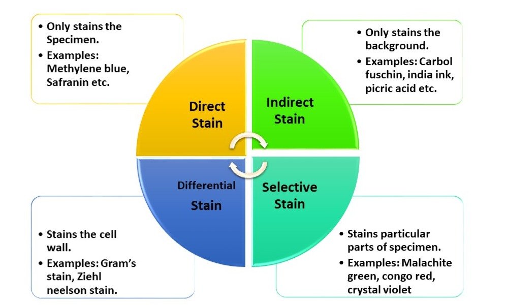 Categories of staining