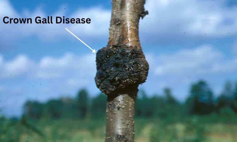 Crown Gall DiseaseCaused by Rhizobium Bacteria
