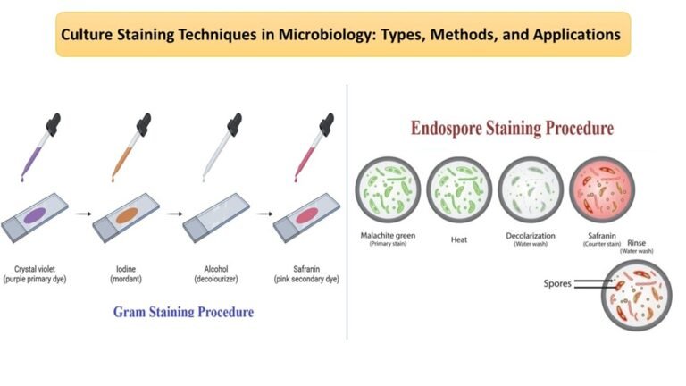 Culture Staining Techniques in Microbiology