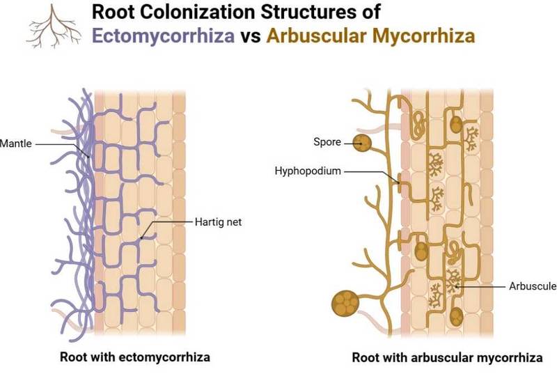 Diagrammatic pictures of Ectomycorrhiza Arbuscular Mycorrhiza Learn Microbiology