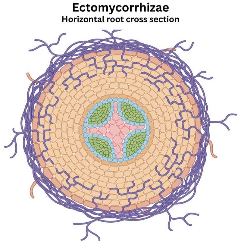 Ectomycorrhizae (Horizontal root cross section)