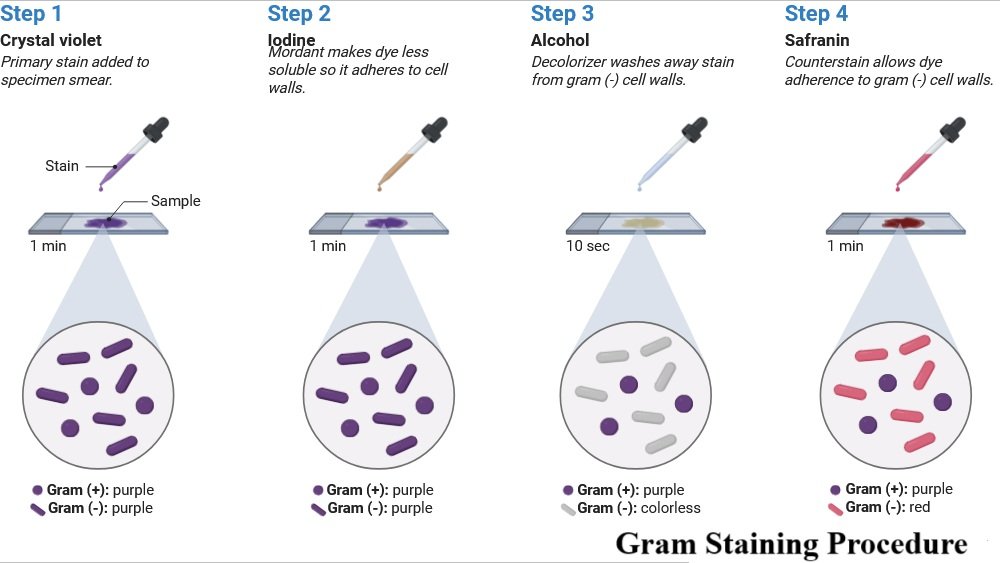 Gram Staining Procedure