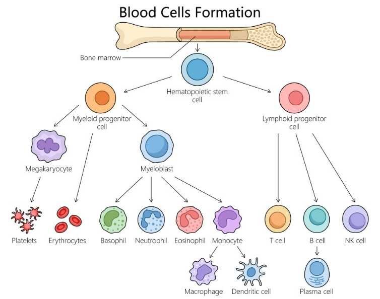Hematopoietic Stem Cells The Origin of Immunity