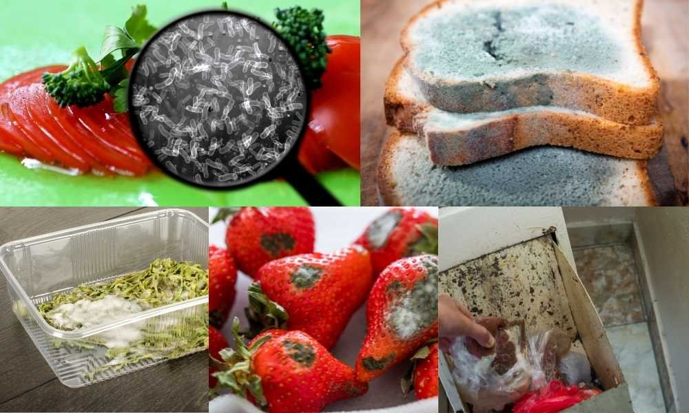 Microorganisms in Food Spoilage
