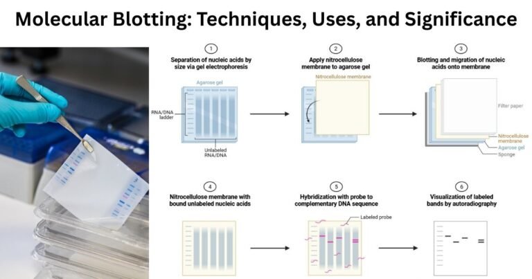 Molecular Blotting Techniques, Uses, and Significance