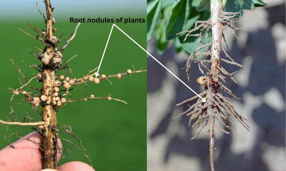 Morphological Characteristics of Rhizobium Bacteria