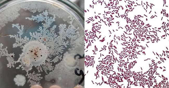 Morphology of Bacillus subtilis