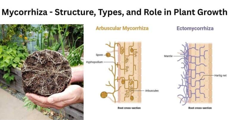Mycorrhiza Structure, Types, and Role in Plant Growth