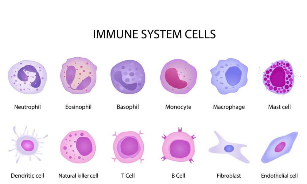 Immune System Cells: The Body’s Cellular Defenders 2 Myeloid Progenitor Cells