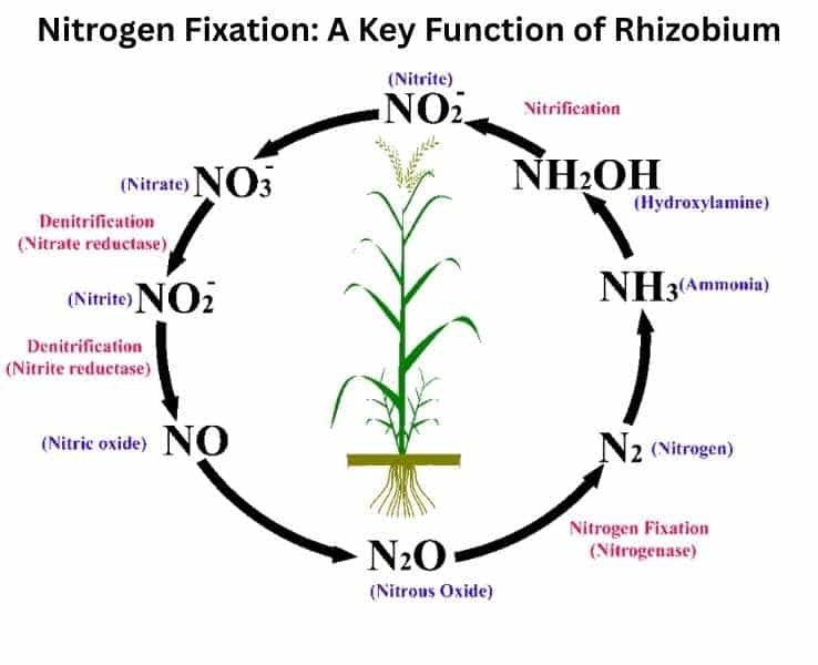 Nitrogen Fixation A Key Function of Rhizobium