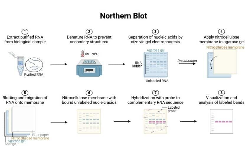 Northern Blotting (RNA Blotting)