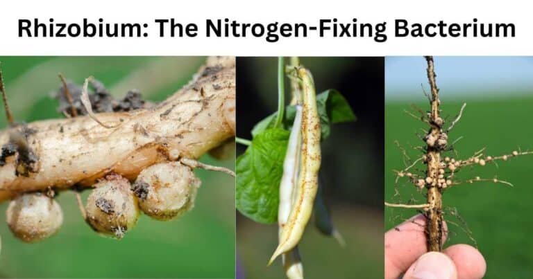 Rhizobium The Nitrogen-Fixing Bacterium