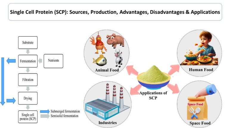 Single Cell Protein (SCP)