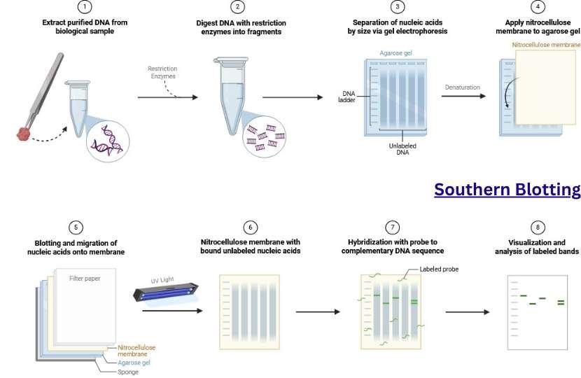Southern Blotting (DNA Blotting)