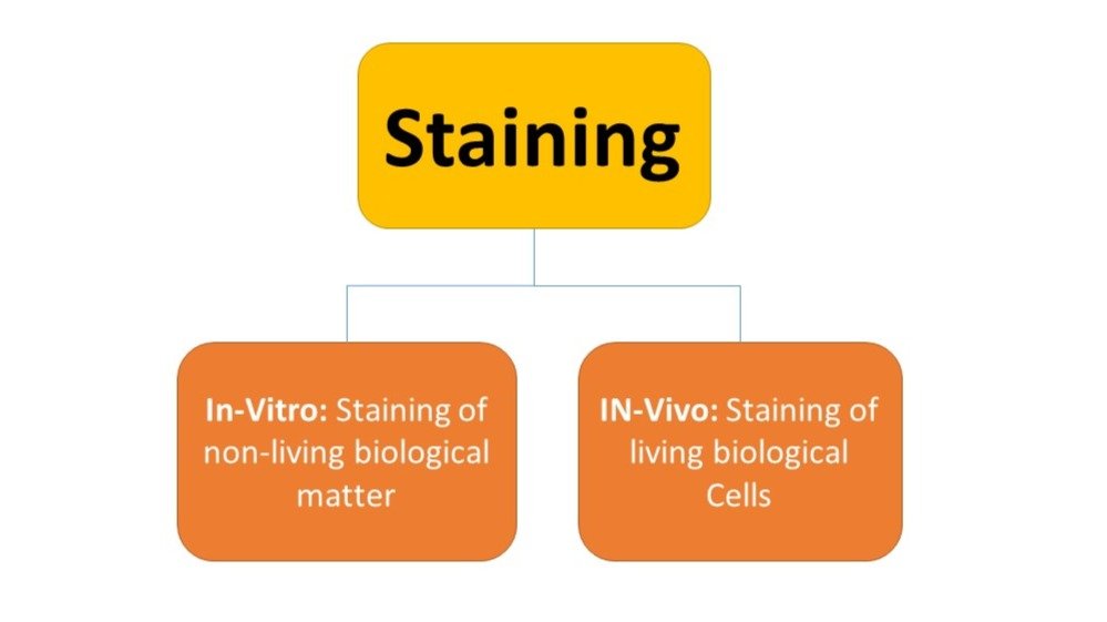 Staining