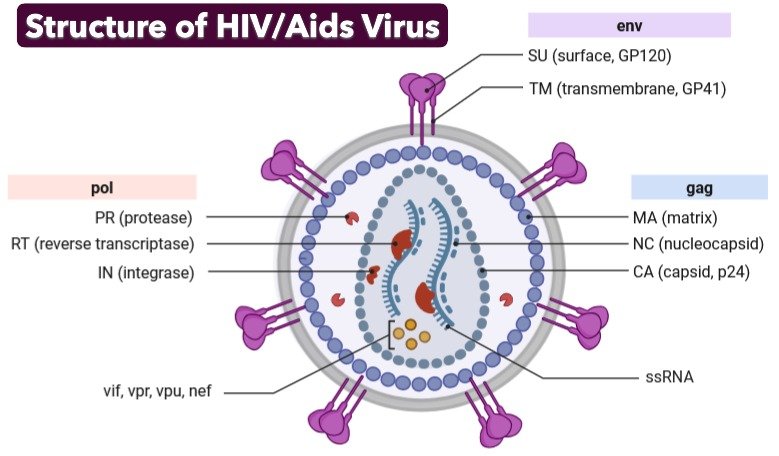 Structure of HIV aids Virus