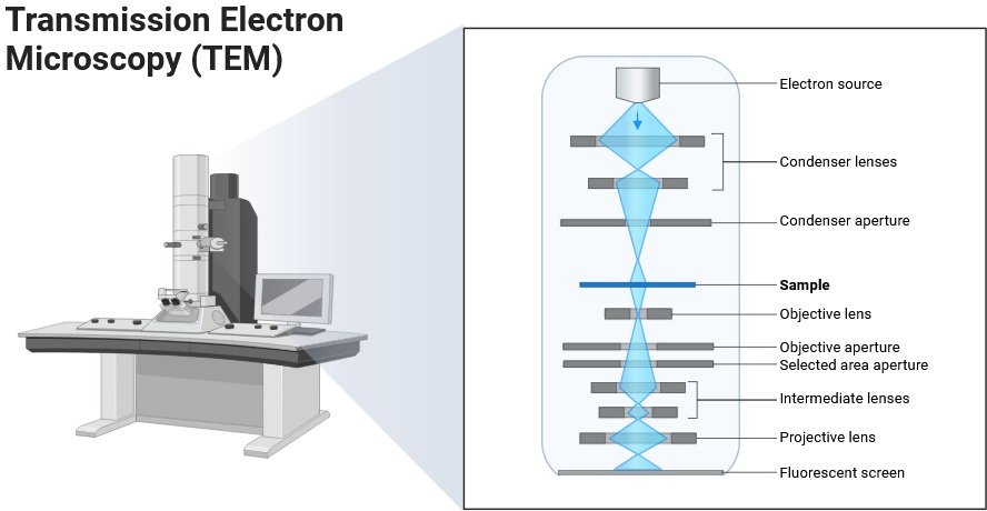 Detection of Viruses: Modern Methods, Applications, and Advancements 1 Transmission Electron Microscopy (TEM) for detection of viruses
