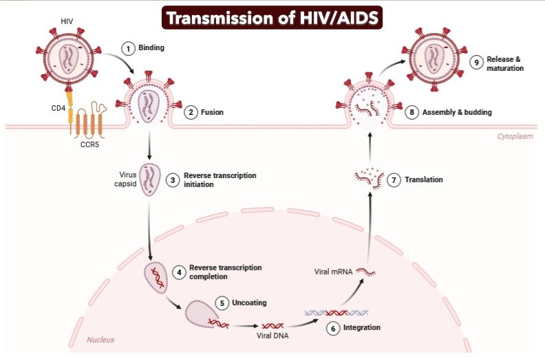 Transmission of HIVAIDS