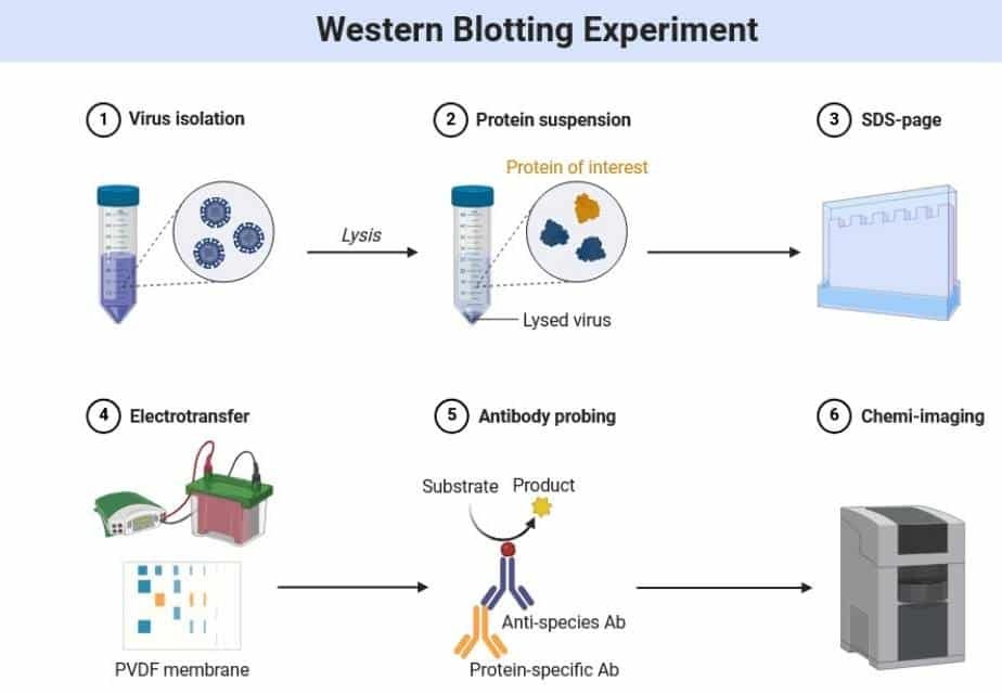Western Blotting (Protein Blotting)