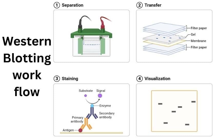 Western Blotting work flow