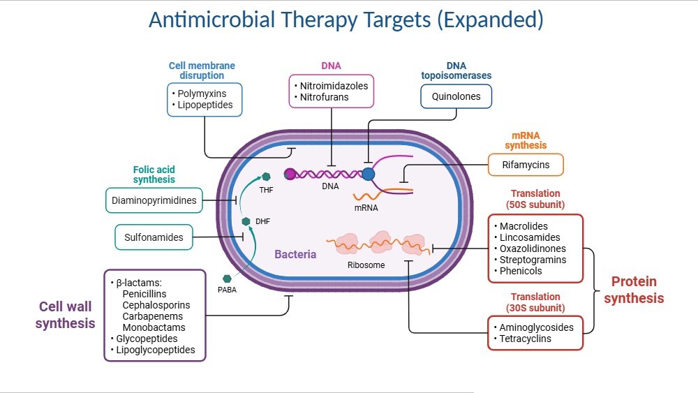 Antibiotics acting on different sites of a bacterial cell
