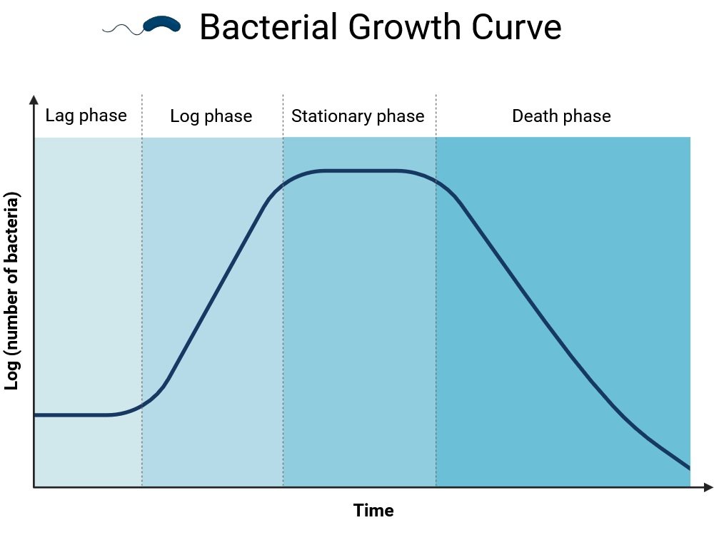 Bacterial Growth Curve
