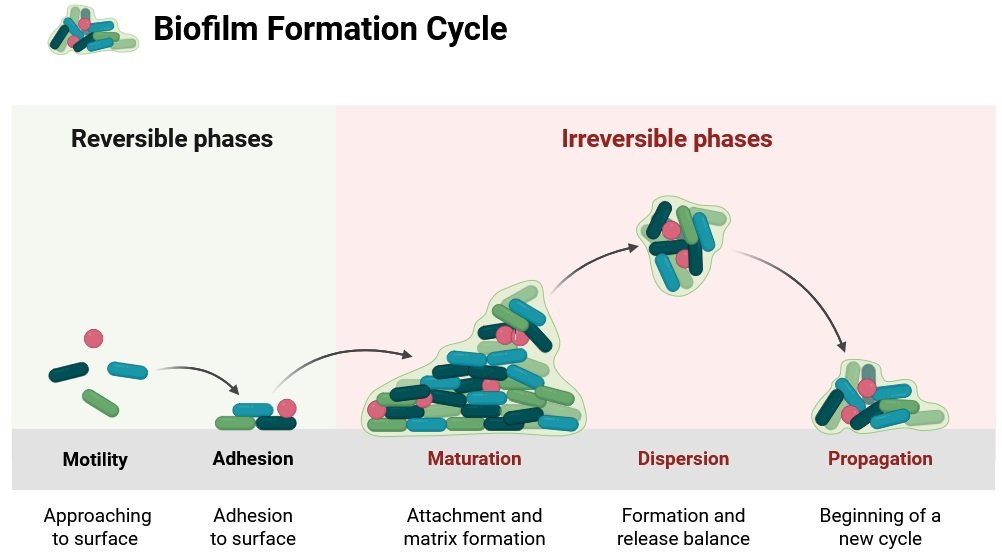 Biofilm Formation