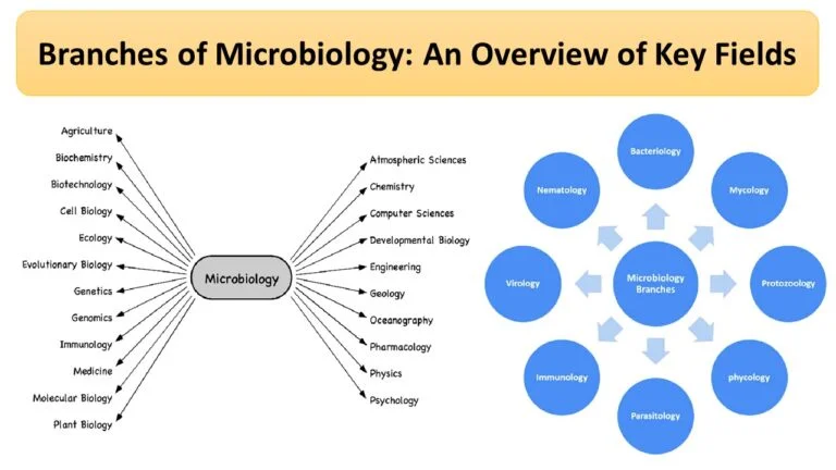 Branches of Microbiology: An Overview of Key Fields