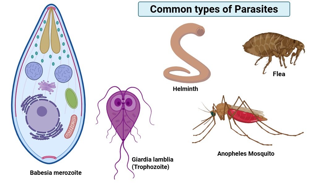 Common types of Parasites