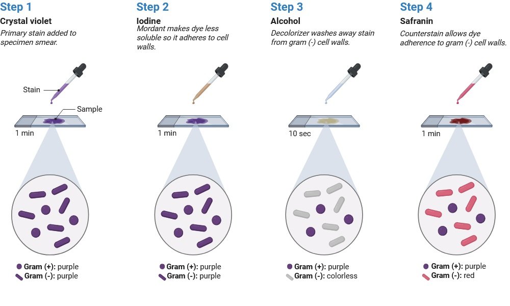 Gram Staining Procedure