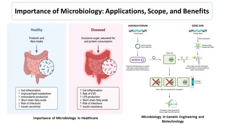 Importance of Microbiology Applications Scope and Benefits