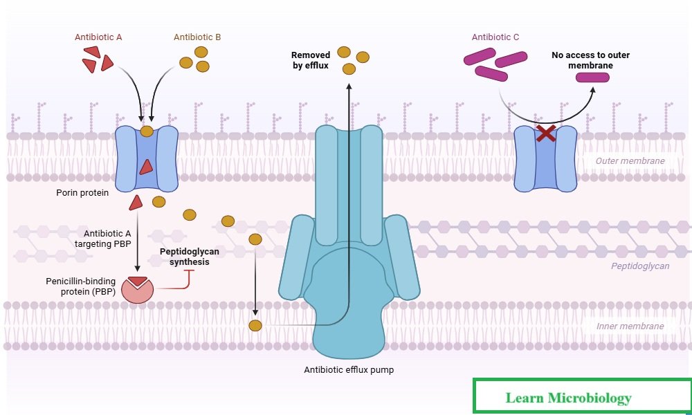 Intrinsic Mechanisms of Antibiotic Resistance in Bacteria